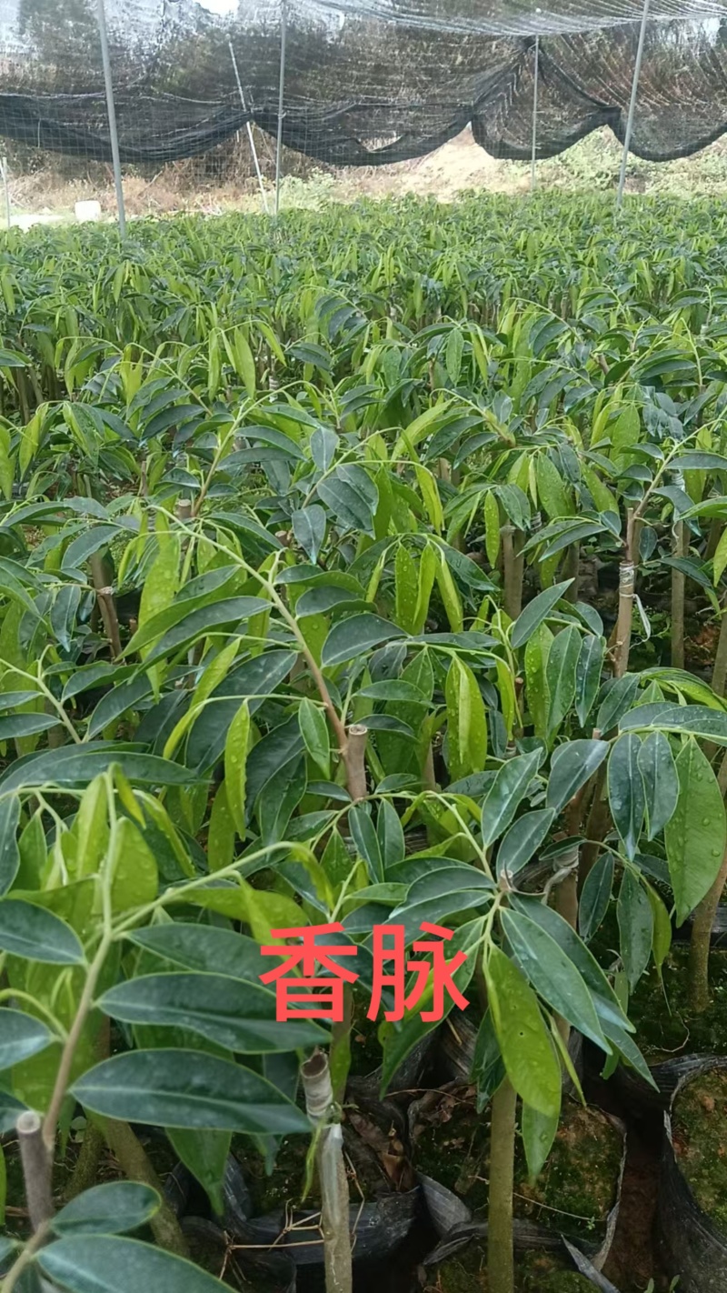 奇楠沉香广东茂名基地直发欢迎上门选购量大价格便宜