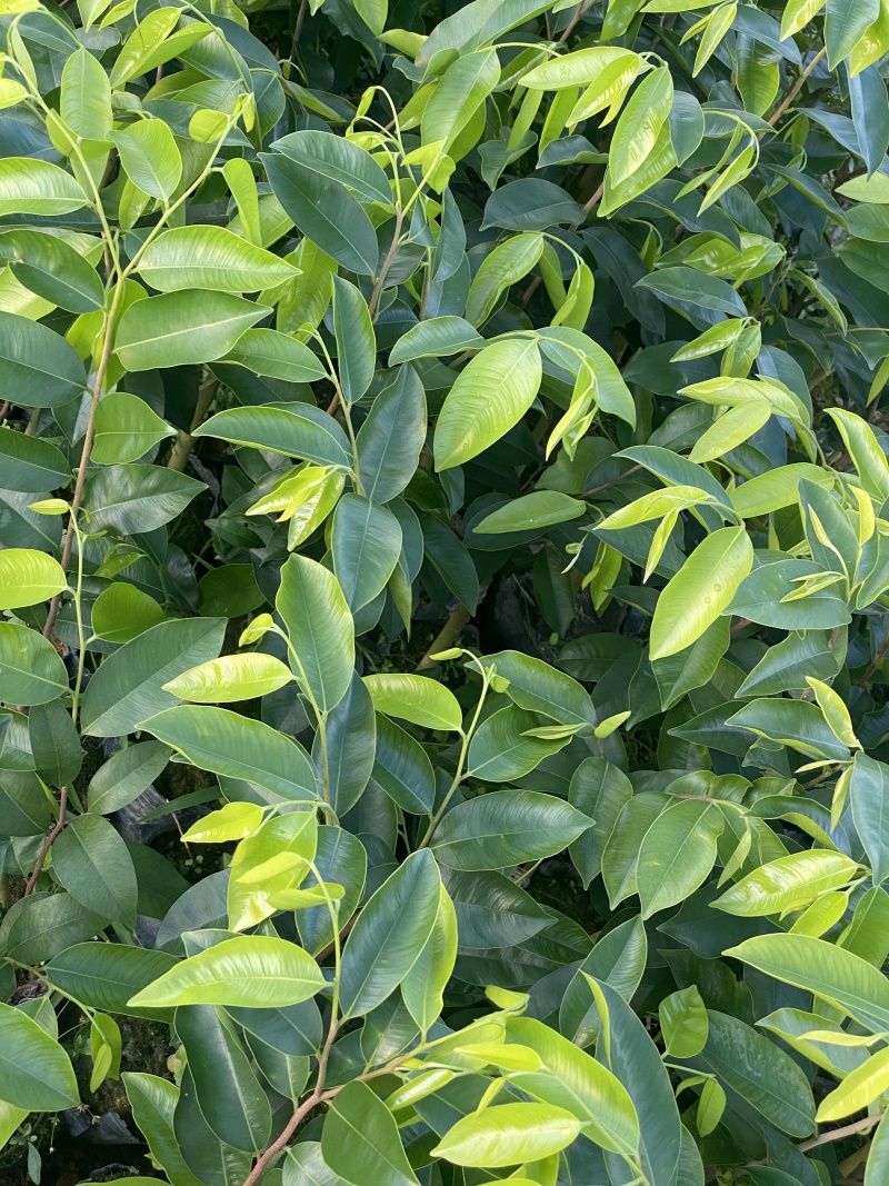 奇楠沉香广东茂名基地直发欢迎上门选购量大价格便宜