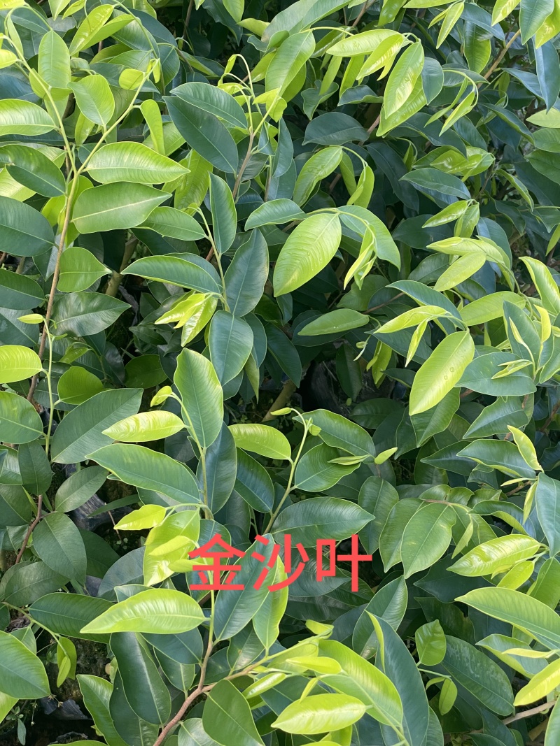 奇楠沉香广东茂名基地直发欢迎上门选购量大价格便宜