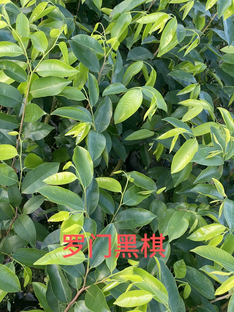 奇楠沉香广东茂名基地直发欢迎上门选购量大价格便宜