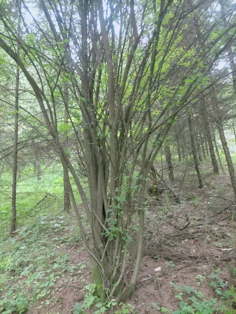供应绿化工程苗木丛生茶条槭，陕西原生茶条槭，西安移栽茶条