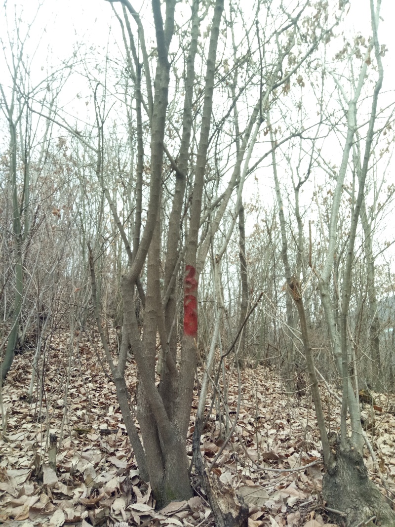 供应绿化工程苗木丛生茶条槭，陕西原生茶条槭，西安移栽茶条