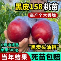 黑皮158桃树苗，高产个大，脆甜多汁，包邮包活