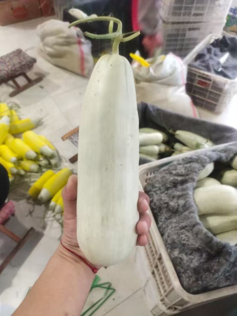 精品羊角蜜甜瓜对接全国产地发货质量保证诚信经营