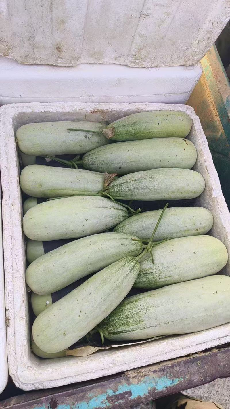 精品羊角蜜甜瓜对接全国产地发货质量保证诚信经营