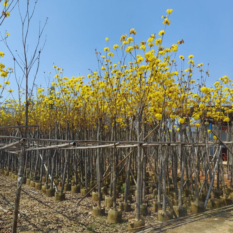 黄花风铃木，多花广东苗木基地直发质量保证欢迎订购