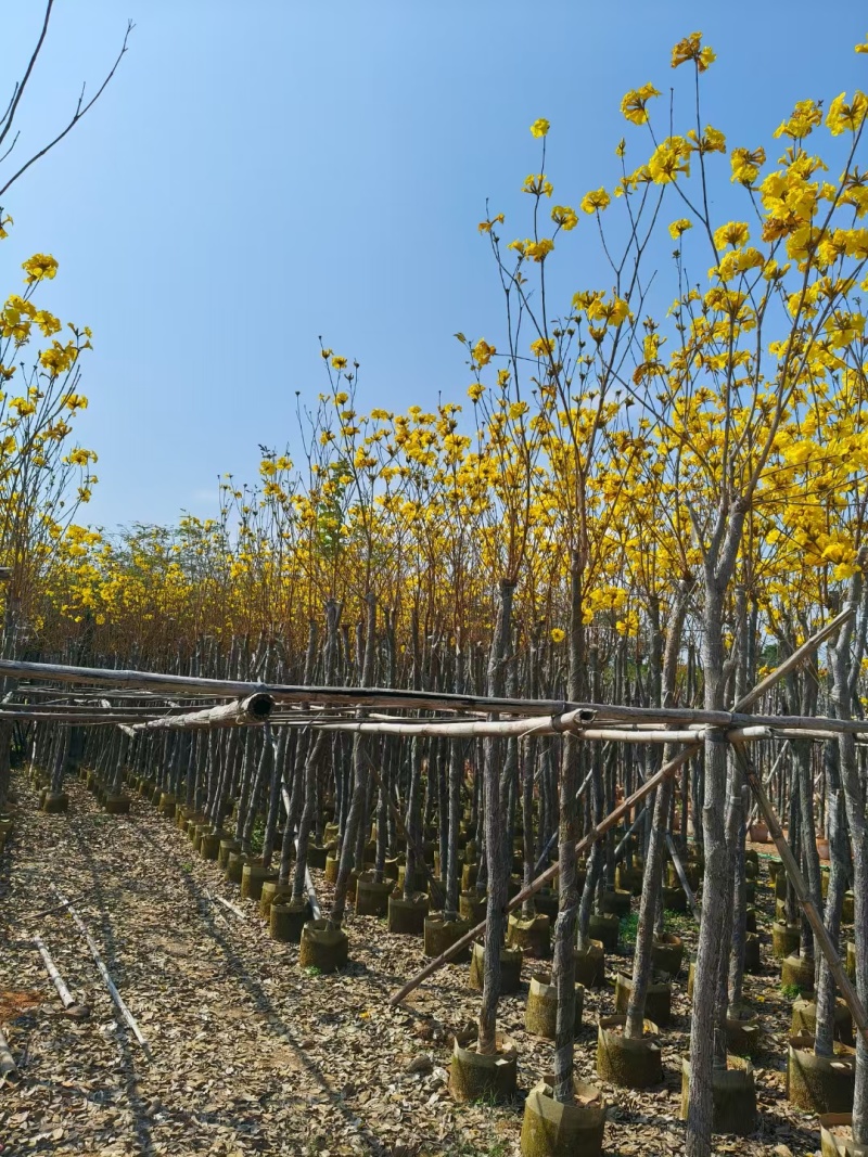 黄花风铃木，多花广东苗木基地直发质量保证欢迎订购