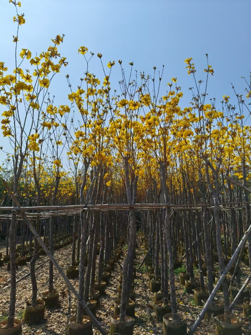 黄花风铃木，多花广东苗木基地直发质量保证欢迎订购