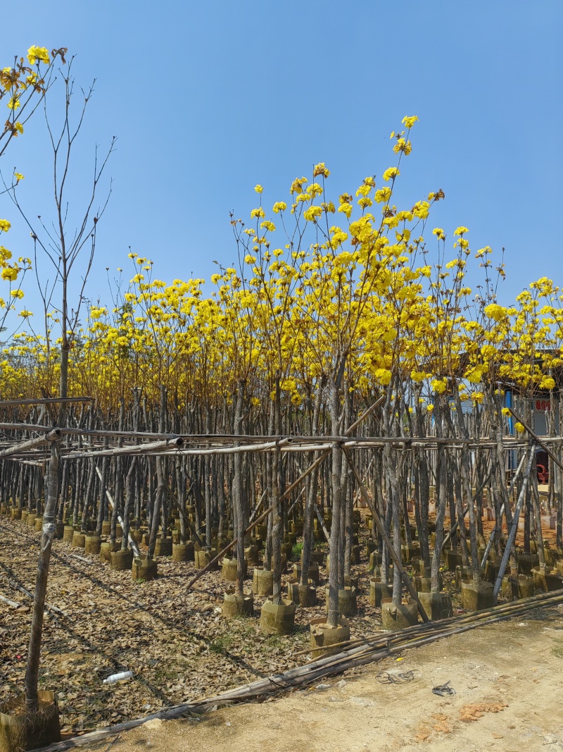 黄花风铃木，多花广东苗木基地直发质量保证欢迎订购