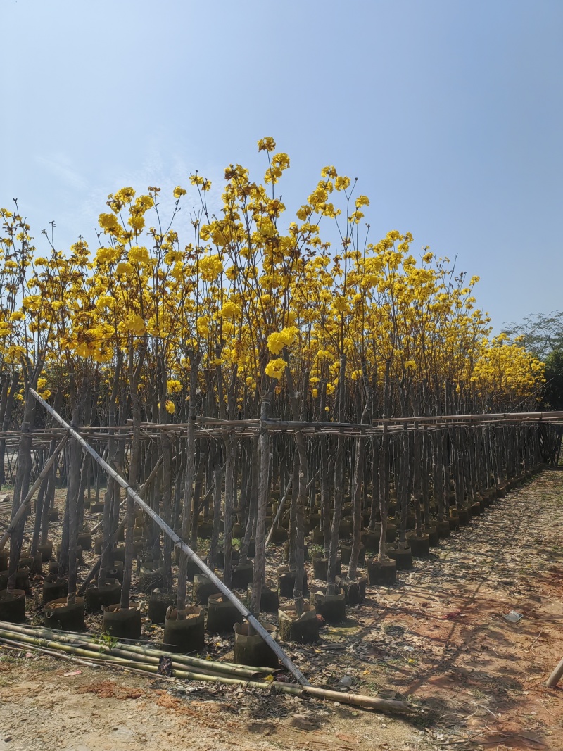 黄花风铃木，多花广东苗木基地直发质量保证欢迎订购