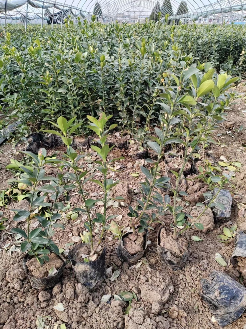 大量供应北海道黄杨柱子，西安篱笆墙专用北海道黄杨