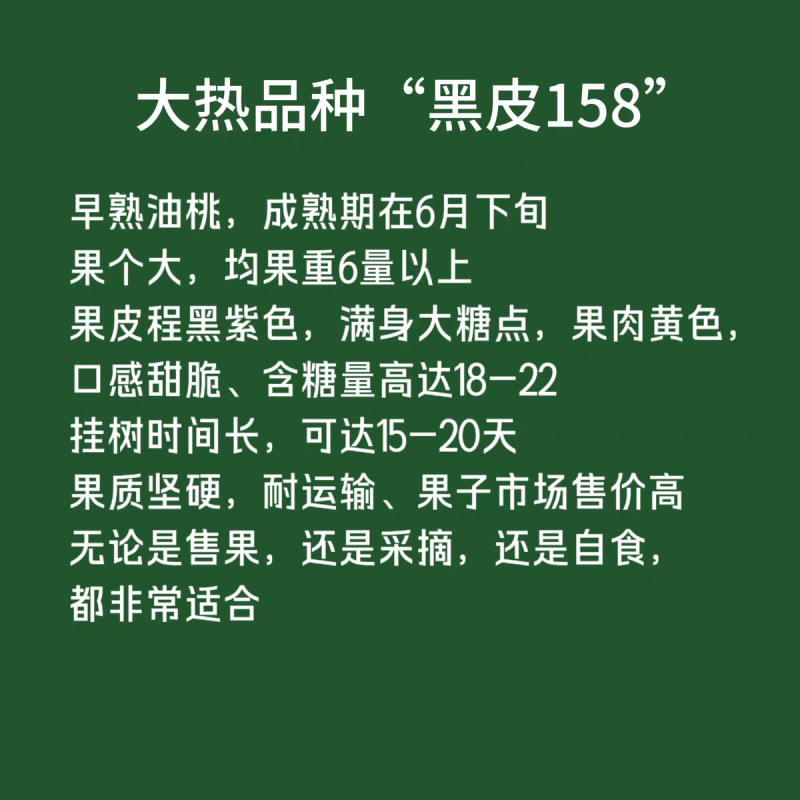 黑皮158桃树苗，高产个大，脆甜多汁，包邮包活