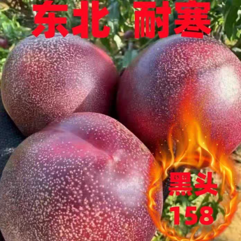 黑皮158桃树苗，高产个大，脆甜多汁，包邮包活