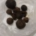 羊结石