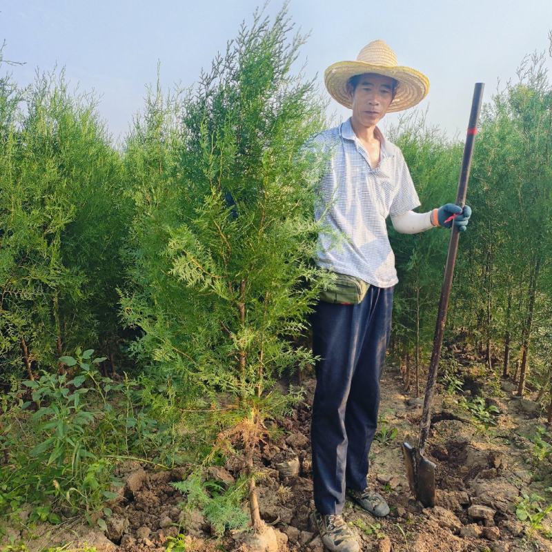 大量批发侧柏树苗，西安营养杯侧柏苗**。