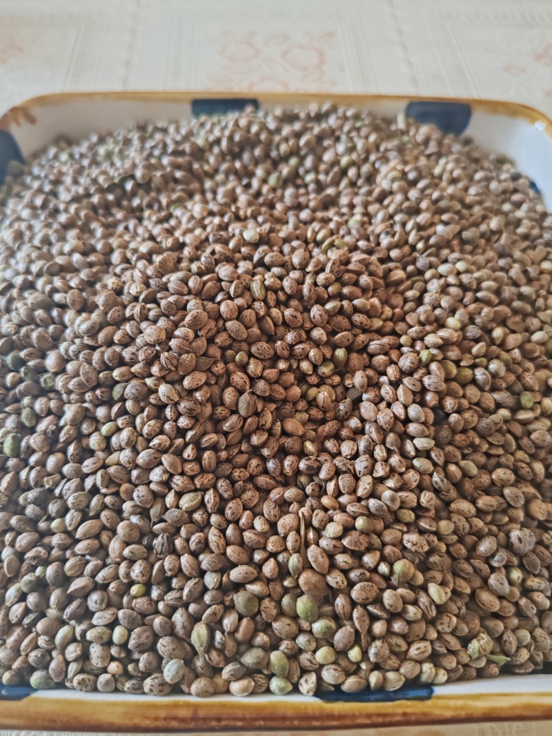 小粒麻子鸟粮**火麻仁山西货源产地直发
