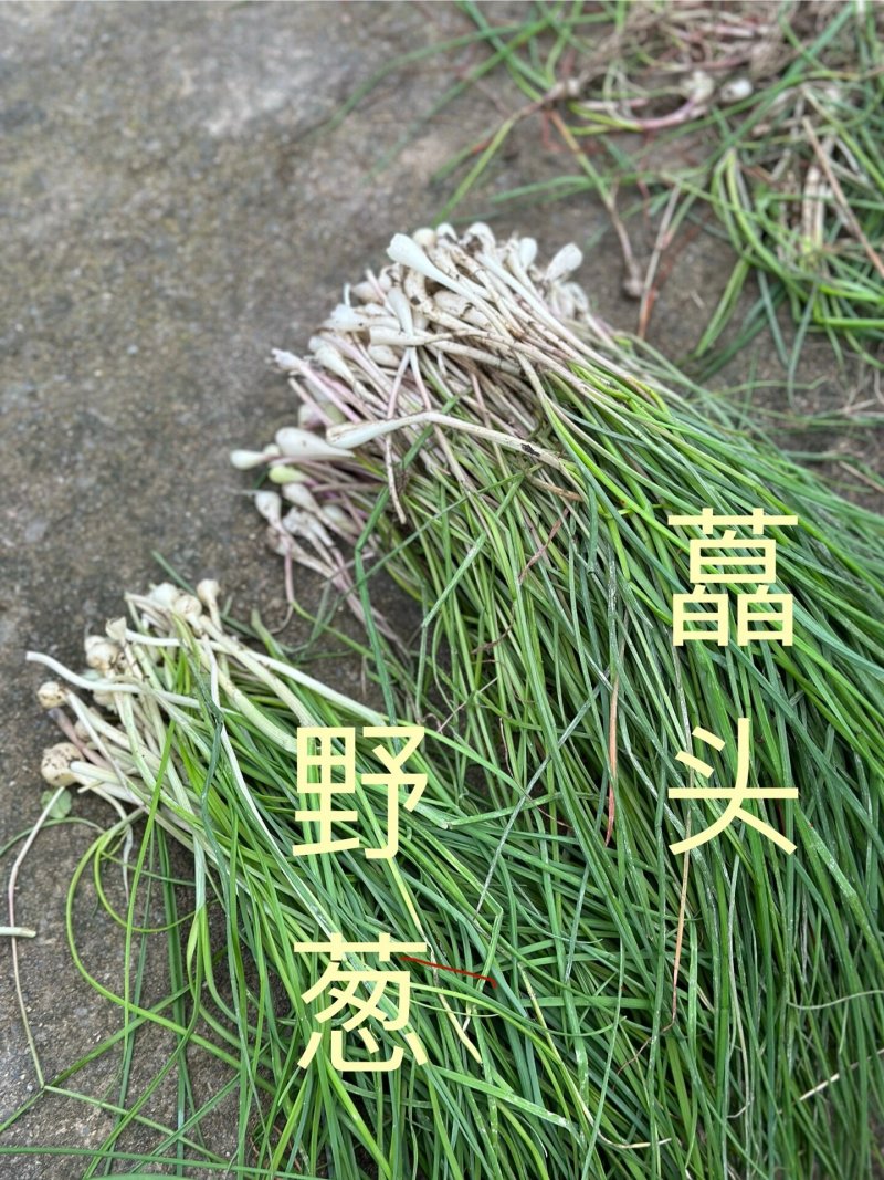 野藠头