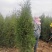 大量批发侧柏树苗，西安营养杯侧柏苗**。