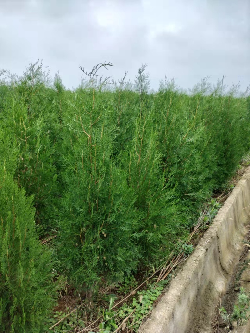 大量批发侧柏树苗，西安营养杯侧柏苗**。