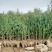 大量批发侧柏树苗，西安营养杯侧柏苗**。