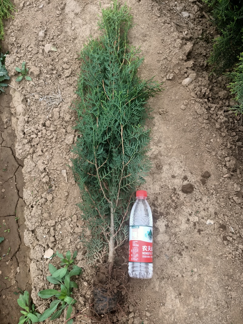 大量批发侧柏树苗，西安营养杯侧柏苗**。