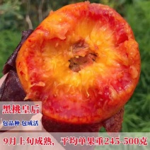 黑桃皇后桃树苗，9月上旬成熟，果子大，汁水多包邮包活