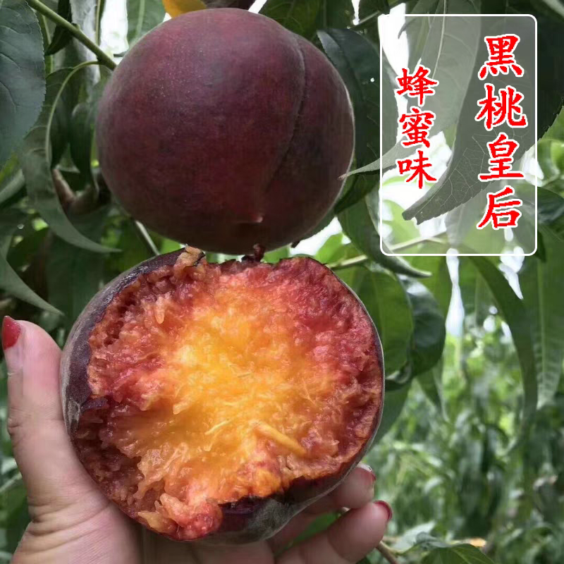 黑桃皇后桃树苗，9月上旬成熟，果子大，汁水多包邮包活