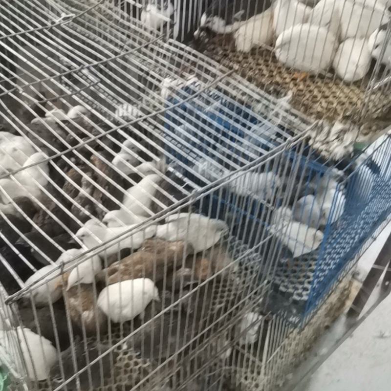 芦丁鸡