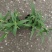 鼠尾草