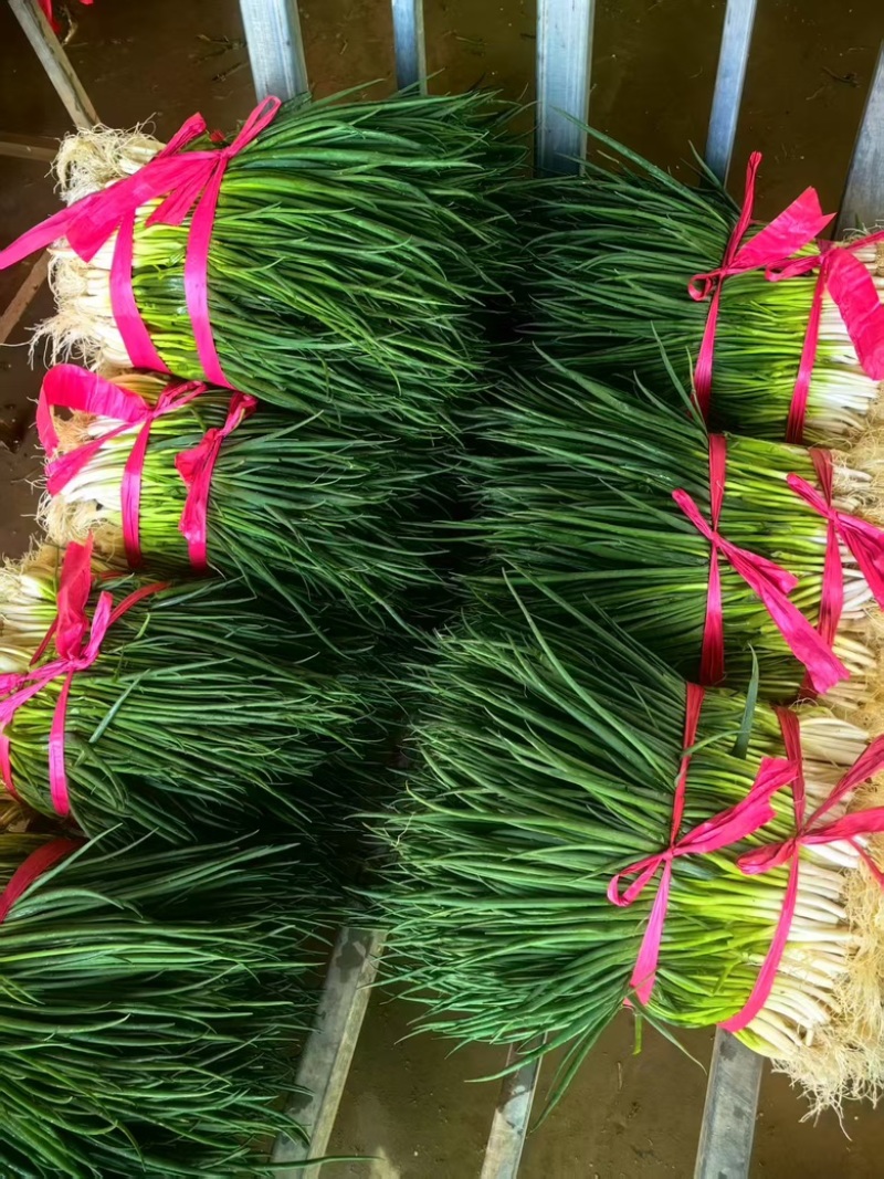 新鲜小葱