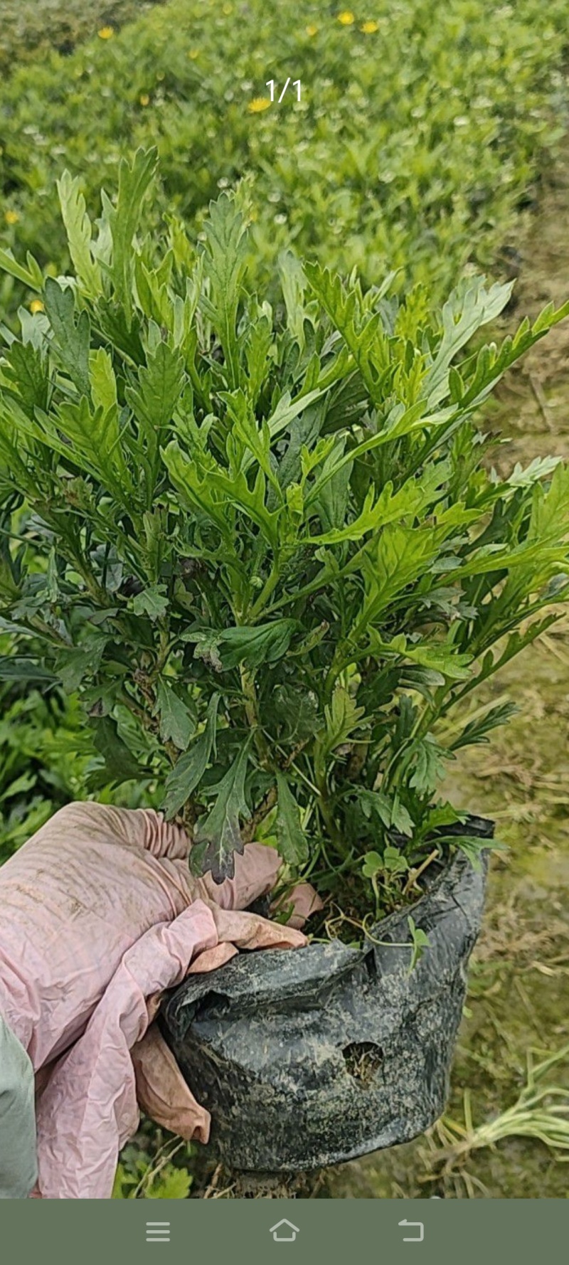 木春菊