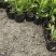 木春菊小杯