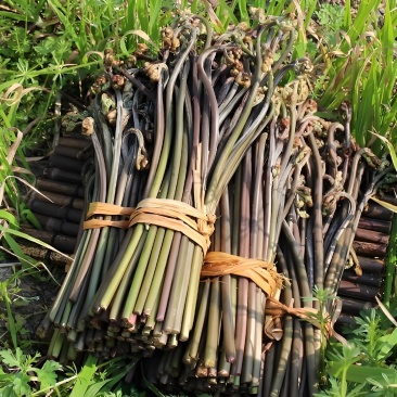 湖南麻阳富硒土壤野生厥菜