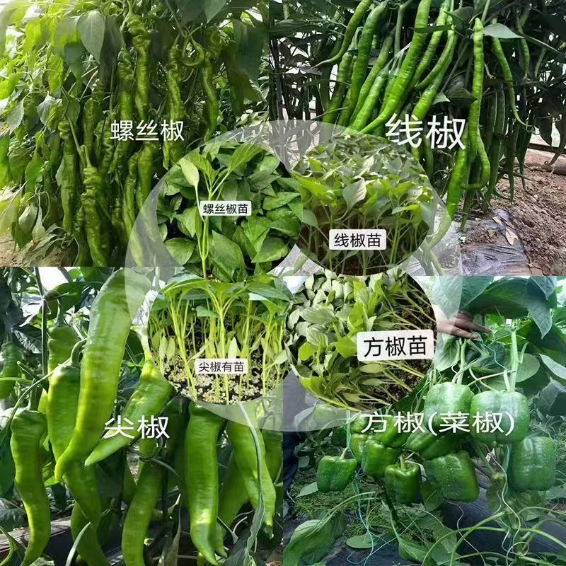 螺丝椒苗尖椒苗线椒苗方椒苗各种辣椒苗根系发达成活高