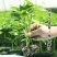螺丝椒苗尖椒苗线椒苗方椒苗各种辣椒苗根系发达成活高