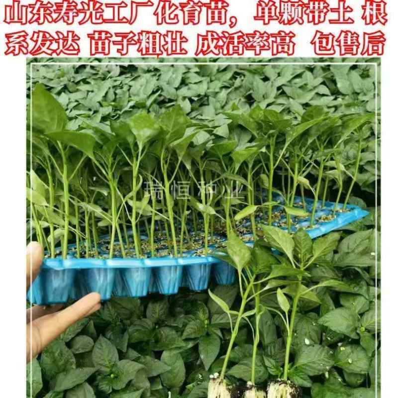 螺丝椒苗尖椒苗线椒苗方椒苗各种辣椒苗根系发达成活高
