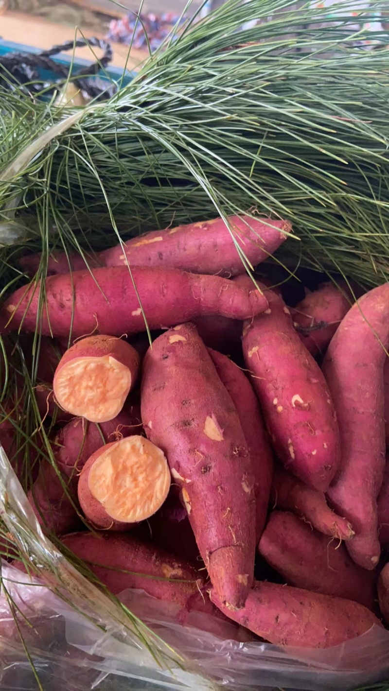 云南蜜薯产地发货全国接单诚实守信质量保证