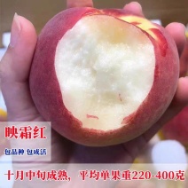 映霜红桃树苗，口感清脆甘甜，离胡，包邮包活