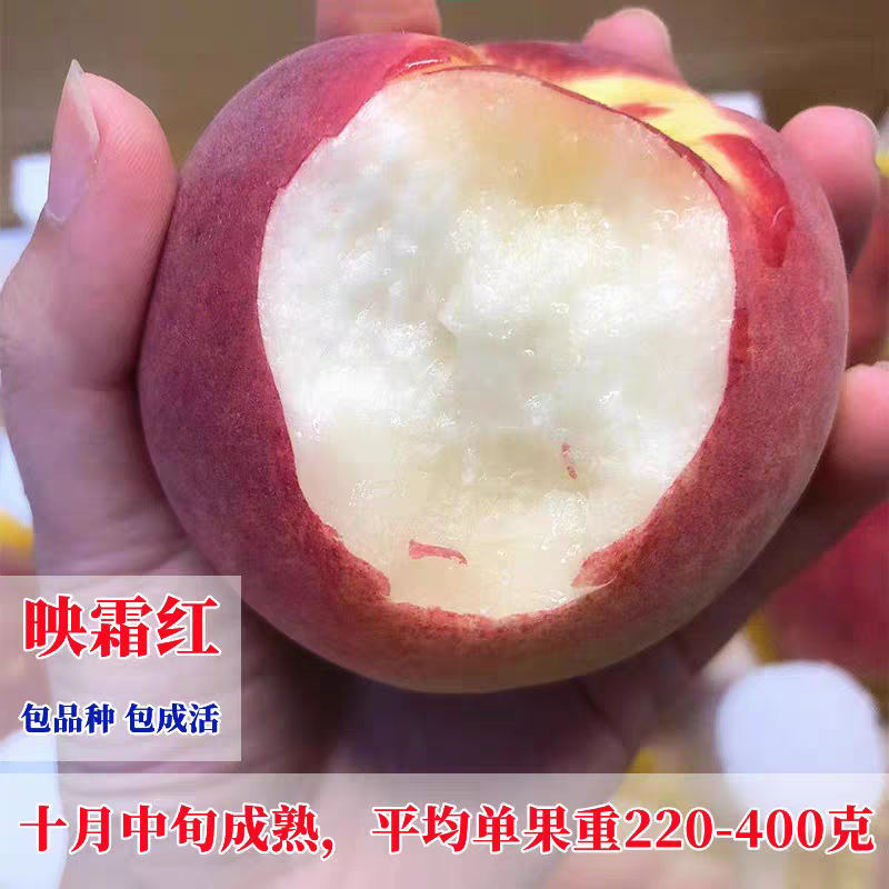 映霜红桃树苗，口感清脆甘甜，离胡，包邮包活