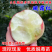 映霜红桃树苗，口感清脆甘甜，离胡，包邮包活