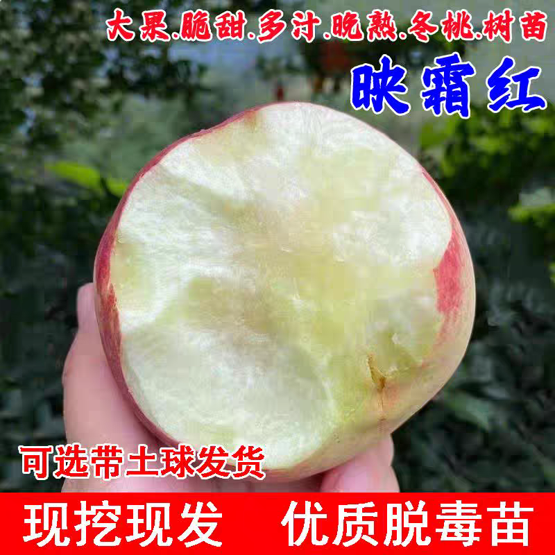 映霜红桃树苗，口感清脆甘甜，离胡，包邮包活