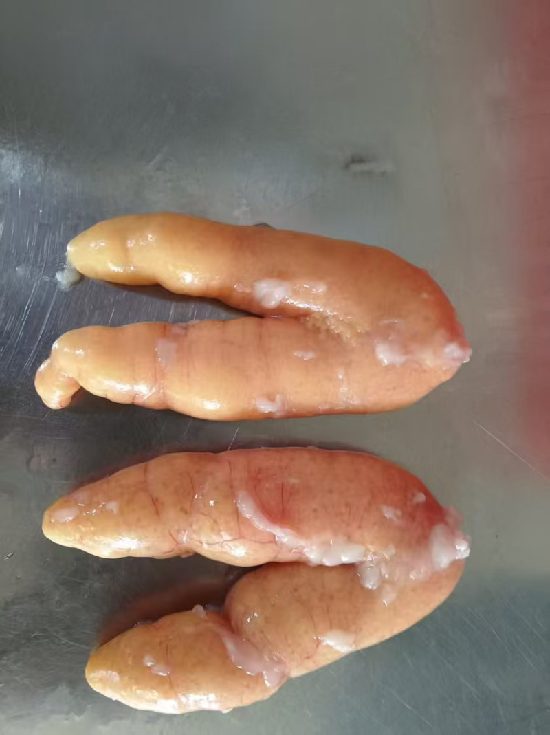 黑鱼籽