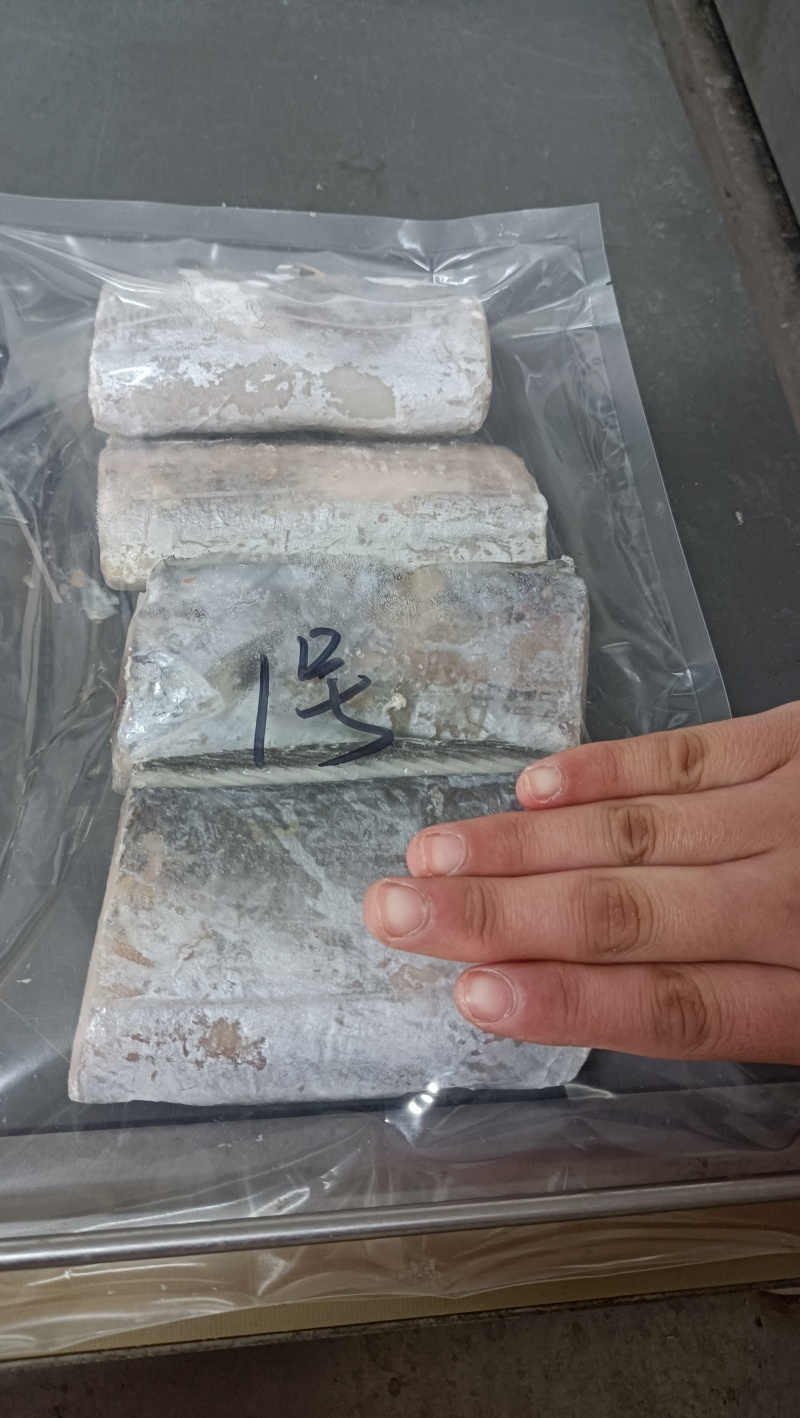 渤海刀鱼段