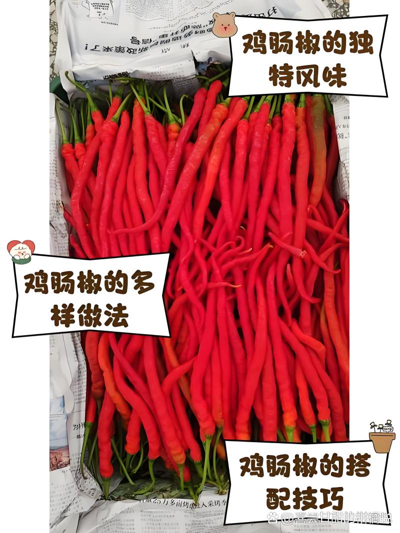 2307鸡肠椒来啦大量上市了欢迎全国各地老板前来采购