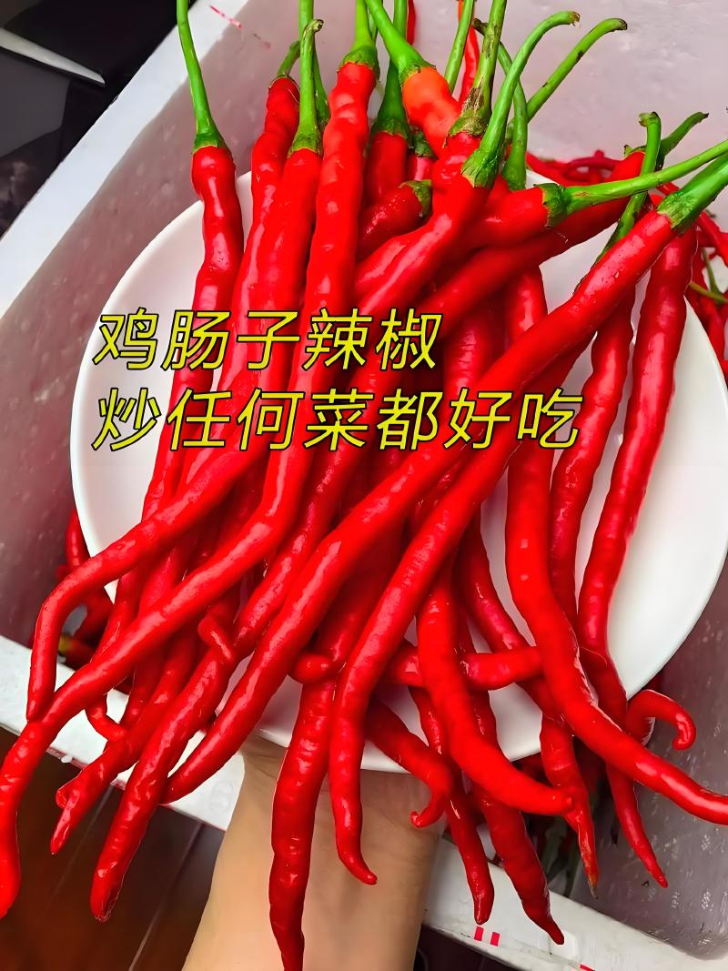 2307鸡肠椒来啦大量上市了欢迎全国各地老板前来采购