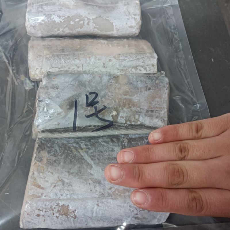 渤海刀鱼段