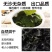裙带菜干裙带菜螺旋藻一斤泡发15斤厂家一手货源