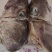 鳕鱼头