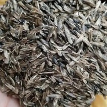 枫香种子林木种子四季庭院