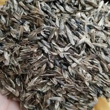枫香种子林木种子四季庭院